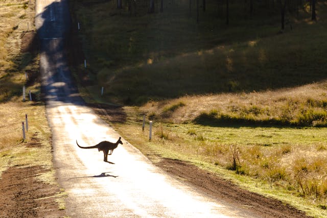 https://paramedics.org/storage/news/kangaroo.jpg